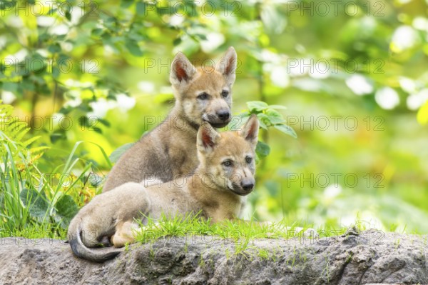 Eurasian wolf (Canis lupus lupus) cubs (youngster) on a little sand hill in the forest, Hesse, Germany