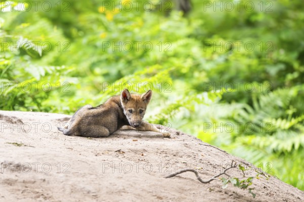 Eurasian wolf (Canis lupus lupus) cub (youngster) lying on a little sand hill in the forest, Hesse, Germany
