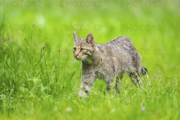European wildcat (Felis silvestris) walking through the grass, Hesse, Germany