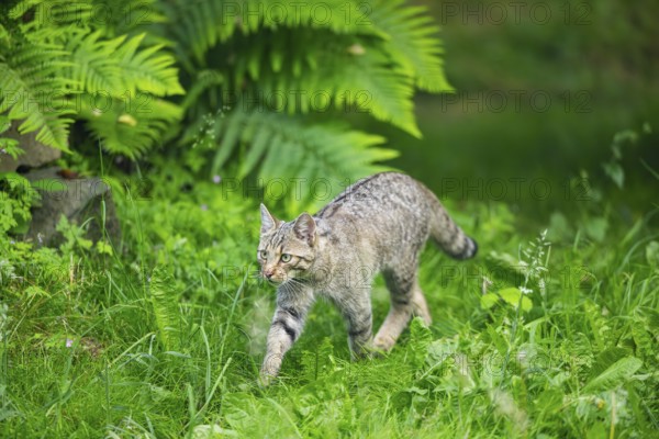 European wildcat (Felis silvestris) walking through the grass, Hesse, Germany