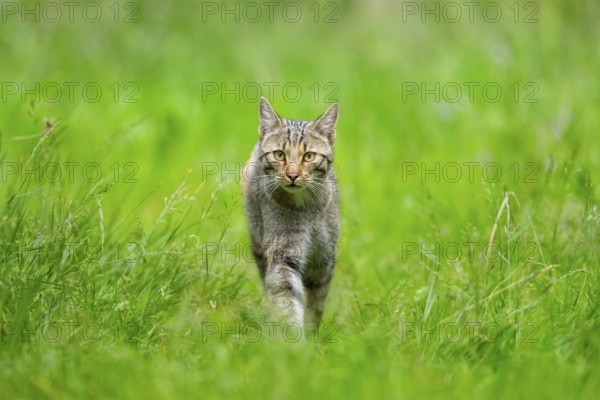 European wildcat (Felis silvestris) walking through the grass, Hesse, Germany