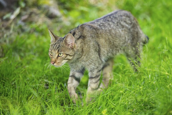 European wildcat (Felis silvestris) walking through the grass, Hesse, Germany