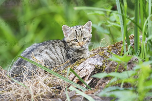 European wildcat (Felis silvestris) youngster lying on a tree trunk, Hesse, Germany
