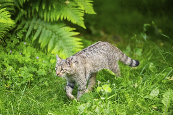 European wildcat (Felis silvestris) walking through the grass, Hesse, Germany