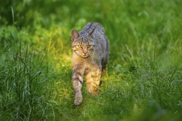 European wildcat (Felis silvestris) walking through the grass, Hesse, Germany