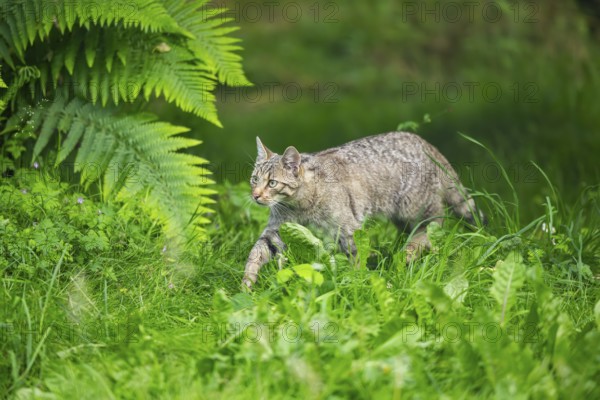 European wildcat (Felis silvestris) walking through the grass, Hesse, Germany