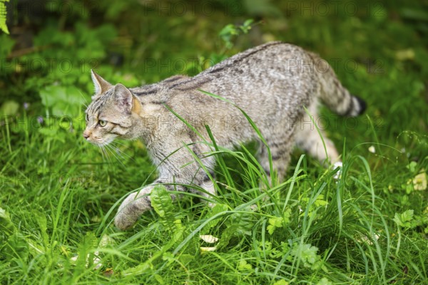 European wildcat (Felis silvestris) walking through the grass, Hesse, Germany