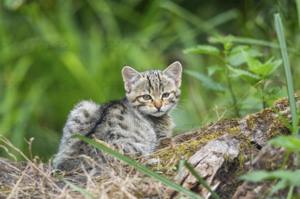 European wildcat (Felis silvestris) youngster lying on a tree trunk, Hesse, Germany