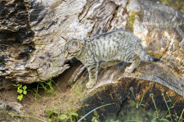European wildcat (Felis silvestris) youngster standing on a tree trunk, Hesse, Germany