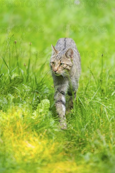 European wildcat (Felis silvestris) walking through the grass, Hesse, Germany