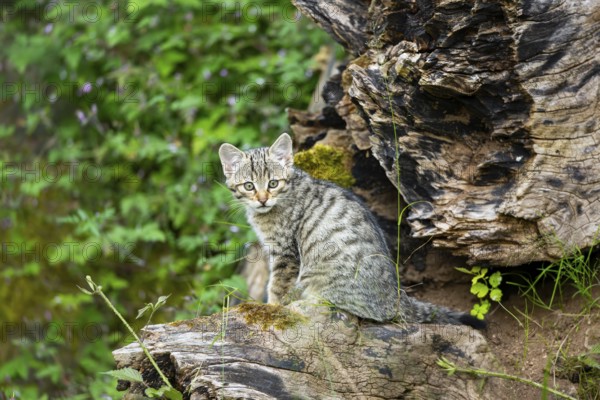European wildcat (Felis silvestris) youngster sitting on a tree trunk, Hesse, Germany