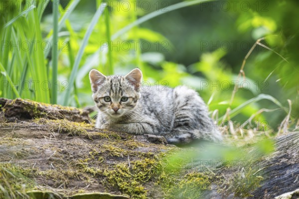 European wildcat (Felis silvestris) youngster lying on a tree trunk, Hesse, Germany