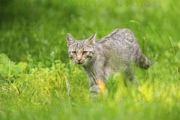 European wildcat (Felis silvestris) walking through the grass, Hesse, Germany