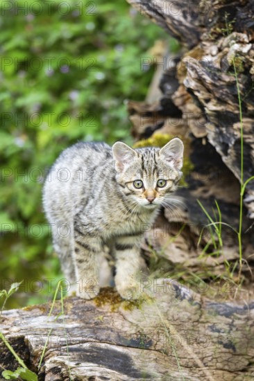 European wildcat (Felis silvestris) youngster standing on a tree trunk, Hesse, Germany