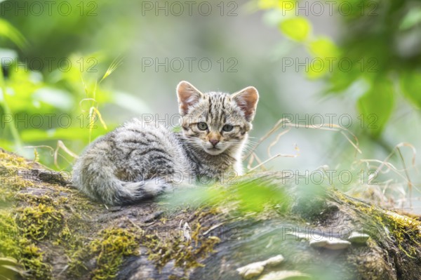 European wildcat (Felis silvestris) youngster lying on a tree trunk, Hesse, Germany