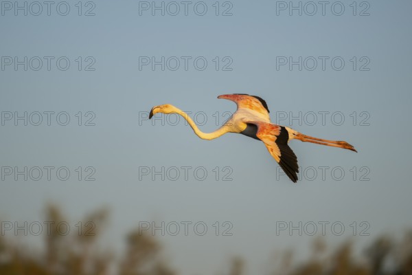 Greater Flamingo (Phoenicopterus roseus) landing at sunset, Parc Naturel Regional de Camargue, France