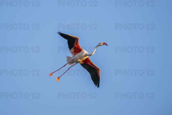 Greater Flamingo (Phoenicopterus roseus) flying in the sky, Parc Naturel Regional de Camargue, France