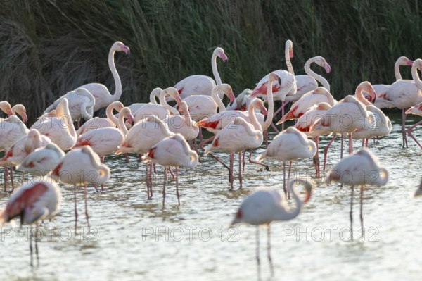 Greater Flamingos (Phoenicopterus roseus) standing in the water, Parc Naturel Regional de Camargue, France