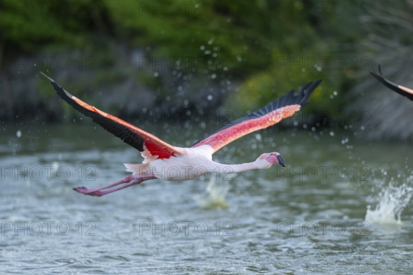 Greater Flamingo (Phoenicopterus roseus) starts flying from the water at sunset, Parc Naturel Regional de Camargue, France