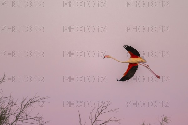 Greater Flamingo (Phoenicopterus roseus) flying in the sky at sunset, Parc Naturel Regional de Camargue, France