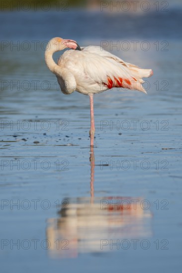 Greater Flamingo (Phoenicopterus roseus) standing in the water, Parc Naturel Regional de Camargue, France
