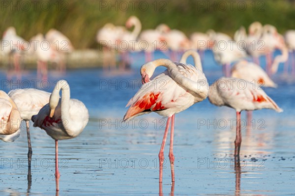 Greater Flamingos (Phoenicopterus roseus) standing in the water, Parc Naturel Regional de Camargue, France