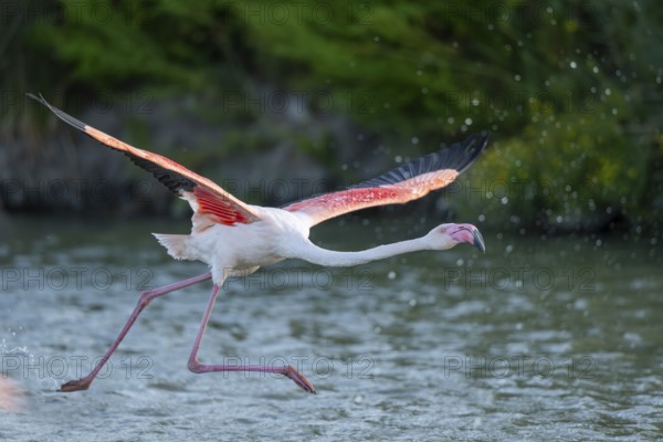 Greater Flamingo (Phoenicopterus roseus) starts flying from the water at sunset, Parc Naturel Regional de Camargue, France