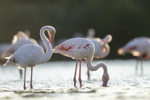 Greater Flamingo (Phoenicopterus roseus) standing in the water cleaning its feathers at sunset, Parc Naturel Regional de Camargue, France