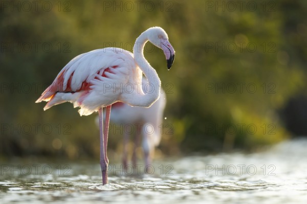 Greater Flamingo (Phoenicopterus roseus) walking in the water at sunset, Parc Naturel Regional de Camargue, France