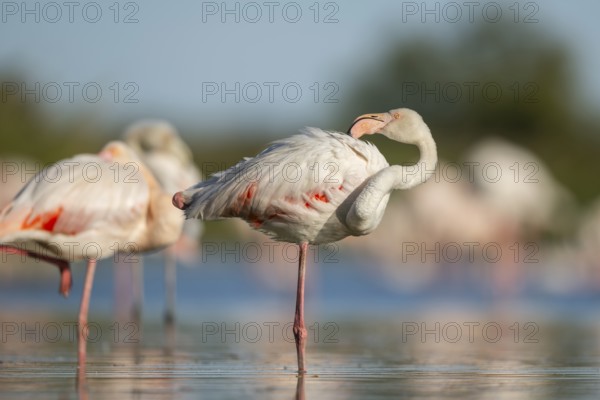 Greater Flamingo (Phoenicopterus roseus) standing in the water, Parc Naturel Regional de Camargue, France