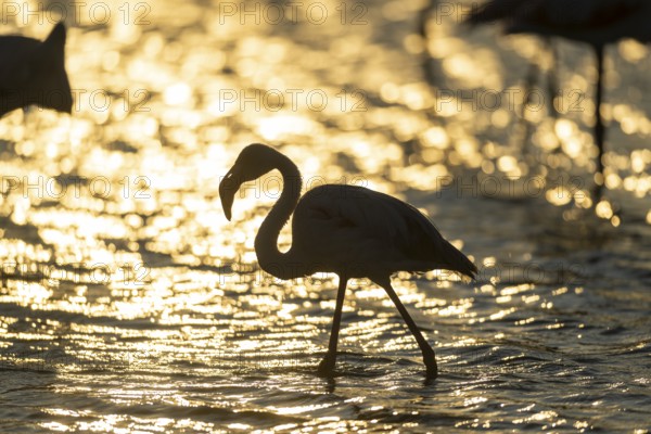Greater Flamingo (Phoenicopterus roseus) standing in the water at sunset, Parc Naturel Regional de Camargue, France