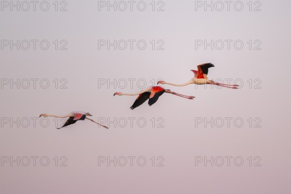 Greater Flamingo (Phoenicopterus roseus) flying in the sky at sunset, Parc Naturel Regional de Camargue, France