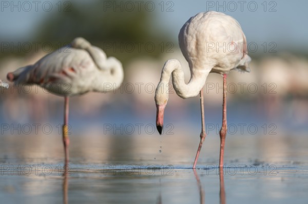Greater Flamingo (Phoenicopterus roseus) walking in the water, Parc Naturel Regional de Camargue, France