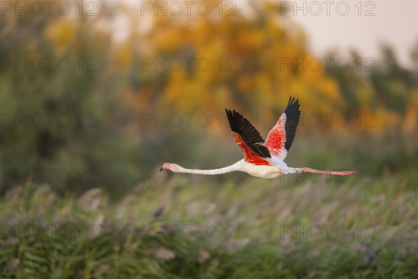 Greater Flamingo (Phoenicopterus roseus) starts flying from the water at sunset, Parc Naturel Regional de Camargue, France