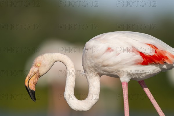 Greater Flamingo (Phoenicopterus roseus), portrait, Parc Naturel Regional de Camargue, France
