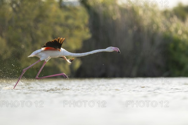 Greater Flamingo (Phoenicopterus roseus) starts flying from the water, Parc Naturel Regional de Camargue, France