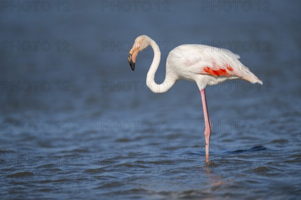 Greater Flamingo (Phoenicopterus roseus) standing in the water, Parc Naturel Regional de Camargue, France