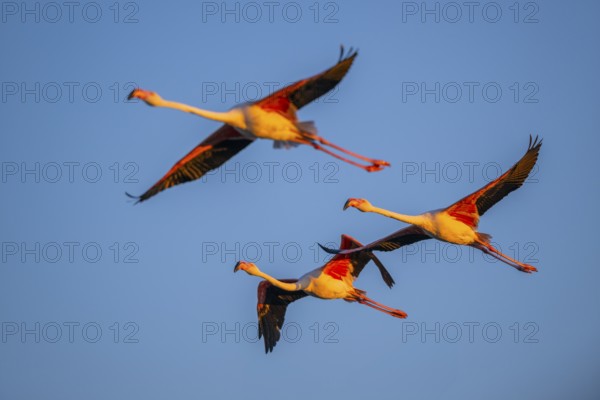 Greater Flamingo (Phoenicopterus roseus) flying in the sky at sunset, Parc Naturel Regional de Camargue, France