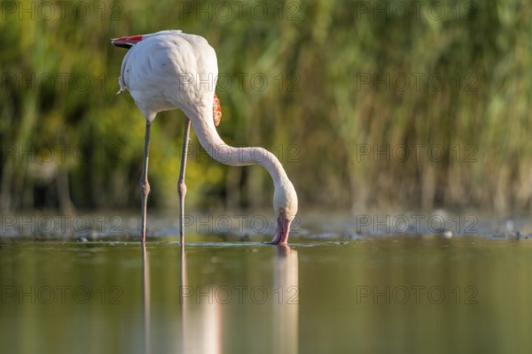 Greater Flamingo (Phoenicopterus roseus) standing in the water, Parc Naturel Regional de Camargue, France
