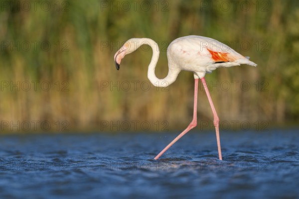 Greater Flamingo (Phoenicopterus roseus) walking in the water at sunset, Parc Naturel Regional de Camargue, France
