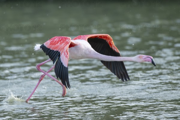 Greater Flamingo (Phoenicopterus roseus) starts flying from the water at sunset, Parc Naturel Regional de Camargue, France