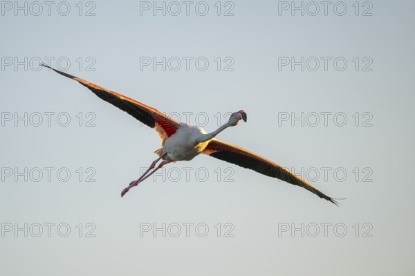 Greater Flamingo (Phoenicopterus roseus) flying in the sky at sunset, Parc Naturel Regional de Camargue, France