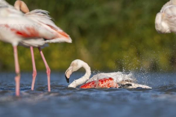 Greater Flamingos (Phoenicopterus roseus) cleaning its feathers in the wateer, Parc Naturel Regional de Camargue, France