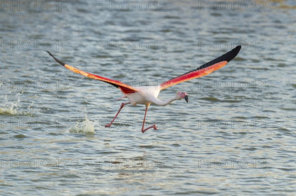Greater Flamingo (Phoenicopterus roseus) starts flying from the water at sunset, Parc Naturel Regional de Camargue, France
