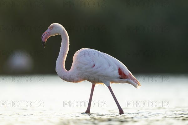 Greater Flamingo (Phoenicopterus roseus) walking in the water at sunset, Parc Naturel Regional de Camargue, France