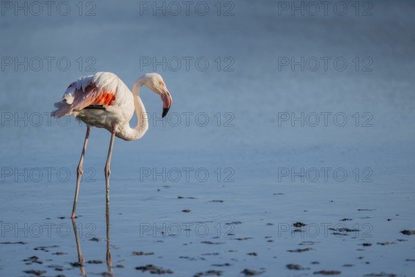 Greater Flamingo (Phoenicopterus roseus) standing in the water, Parc Naturel Regional de Camargue, France