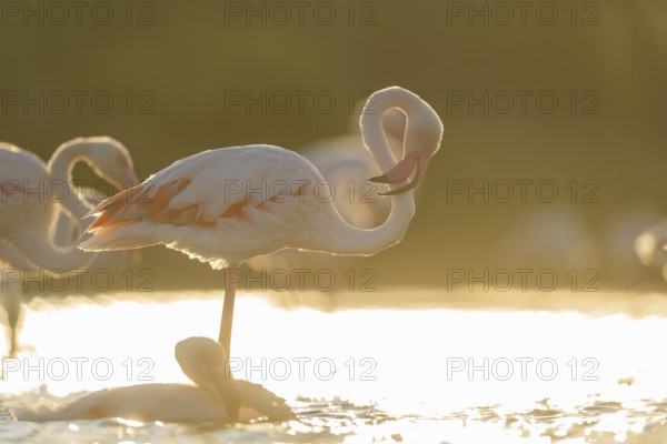 Greater Flamingo (Phoenicopterus roseus) standing in the water cleaning its feathers at sunset, Parc Naturel Regional de Camargue, France