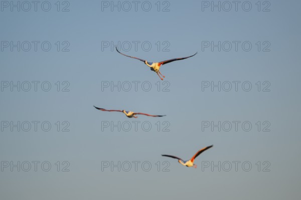 Greater Flamingo (Phoenicopterus roseus) flying in the sky at sunset, Parc Naturel Regional de Camargue, France