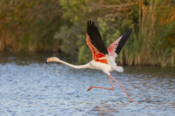 Greater Flamingo (Phoenicopterus roseus) starts flying from the water at sunset, Parc Naturel Regional de Camargue, France