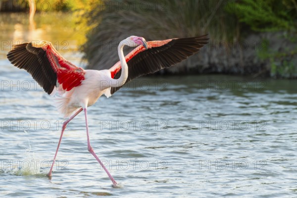 Greater Flamingo (Phoenicopterus roseus) landing in the water at sunset, Parc Naturel Regional de Camargue, France